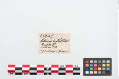 Etiketten zu Eisenlanzenspitze (NHMW-PRAE-023914a)